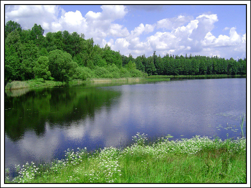 Puszcza Bialowieska