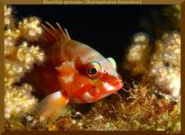 Blacktip grouper (Epinephelus fasciatus)