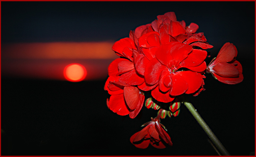 Pelargonia