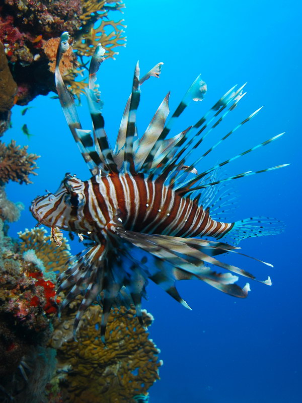 Lionfish