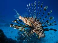 Lionfish 2