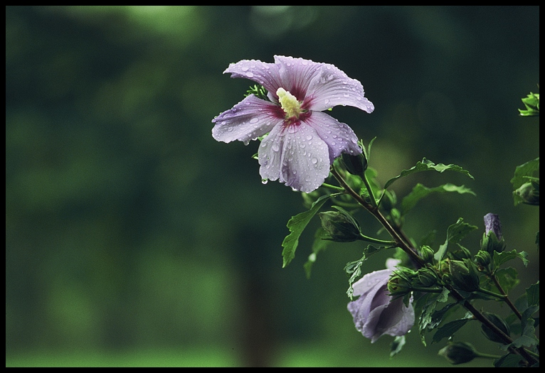 Hibiscus