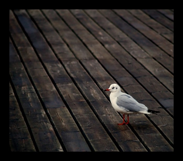 seagull