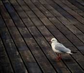 seagull