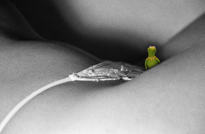 Kermit pod Warszawą