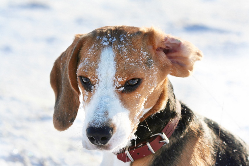 Toffi in da Snow