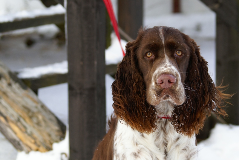 Springer Spaniel zimową porą