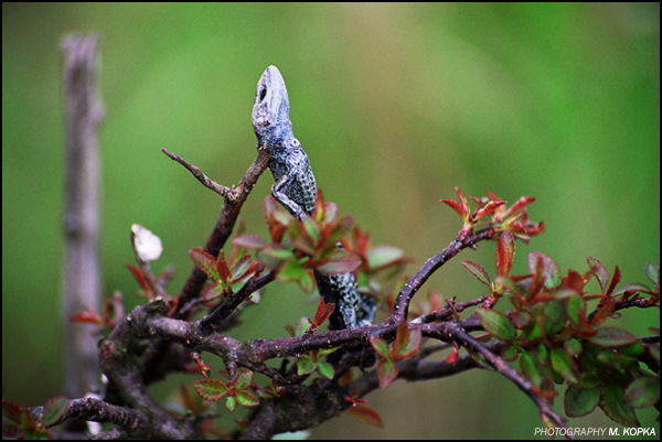 jaszczurka żyworodna (Lacerta vivipara) w spiżarni srokosza (Lanius excubitor)