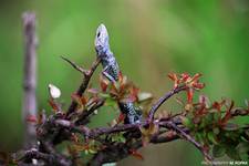 jaszczurka żyworodna (Lacerta vivipara) w spiżarni srokosza (Lanius excubitor)