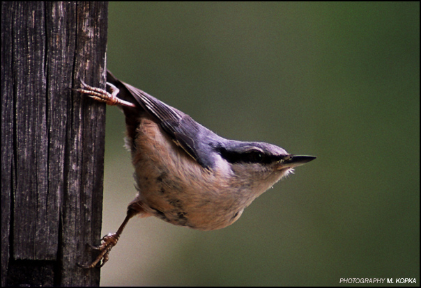 kowalik (Sitta europaea)