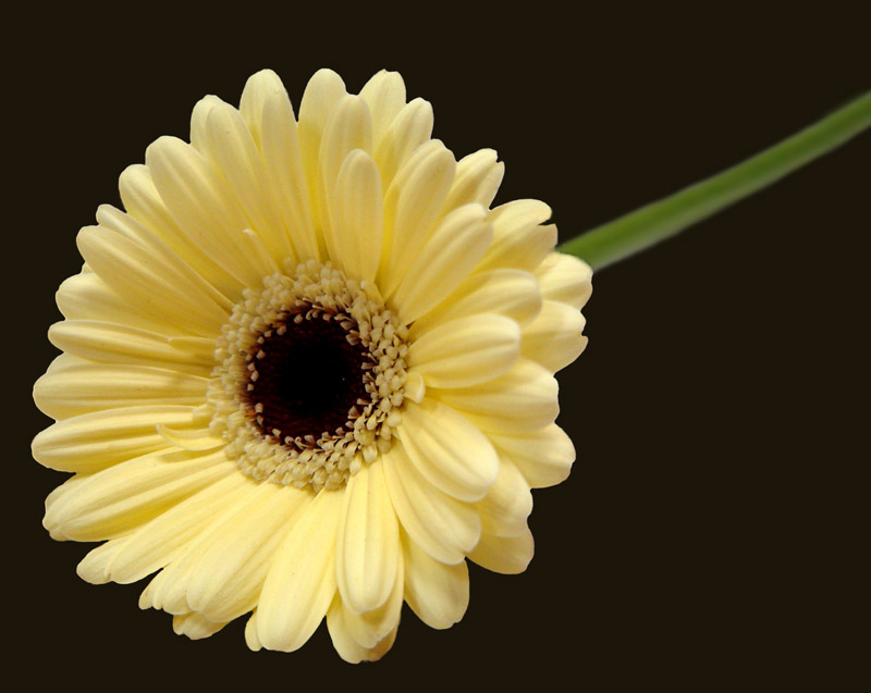 Gerbera