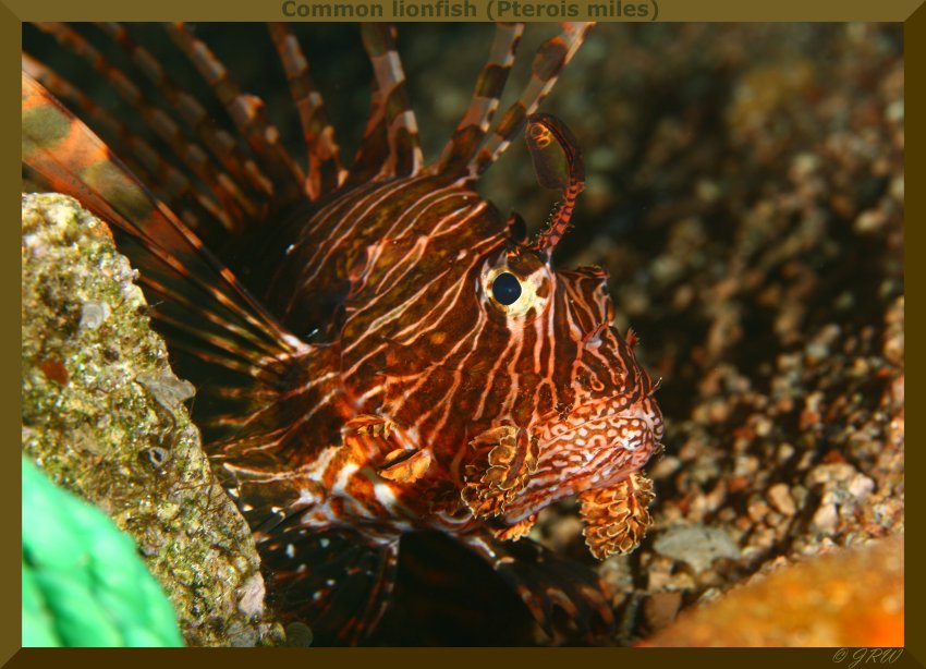 Common lionfish (Pterois miles)