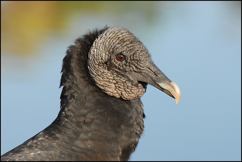 BLACK VULTURE