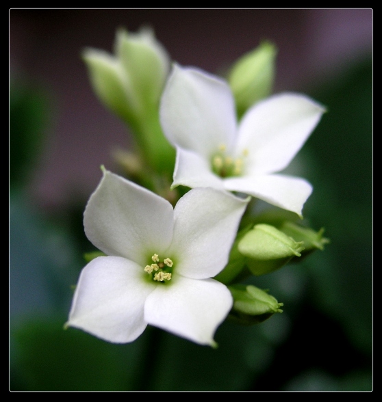 Dyskretny urok kalanchoe