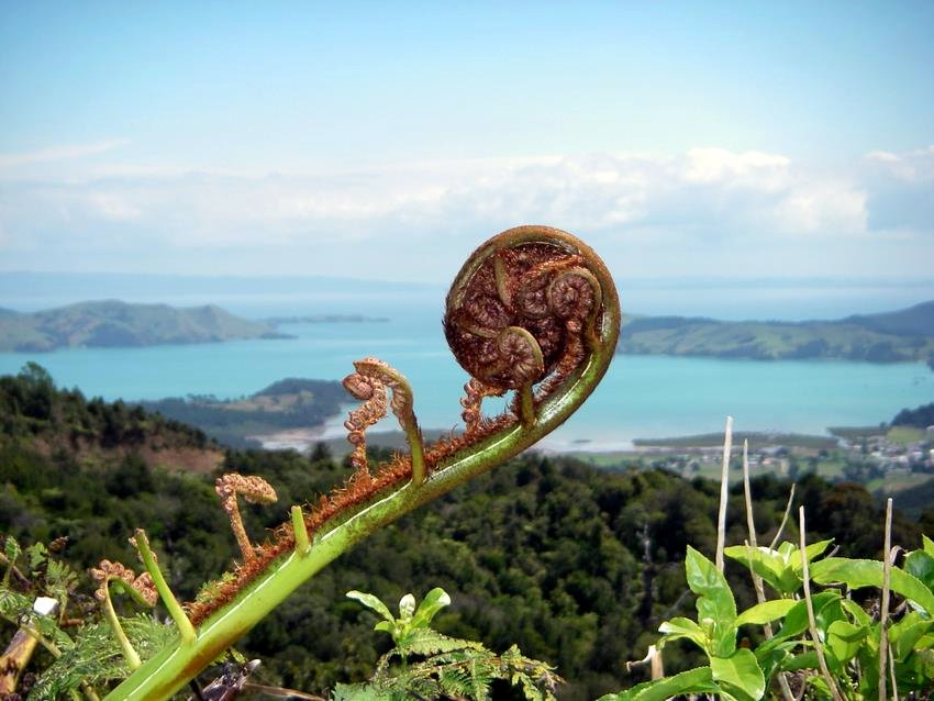 Srebrna paproc (Cyathea dealbata)  nad zataka Coromandel