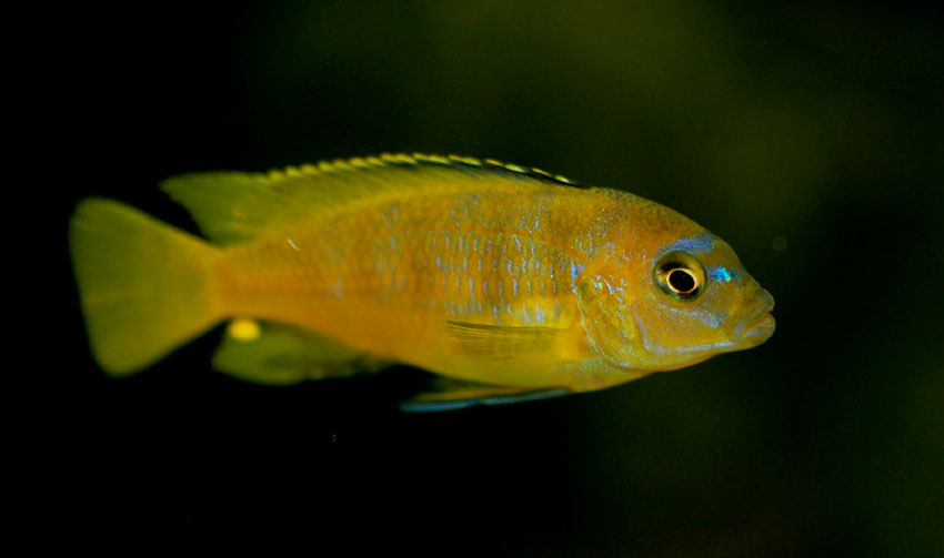 Pseudotropheus saulosi