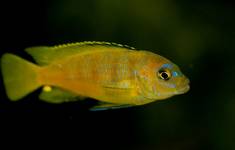 Pseudotropheus saulosi