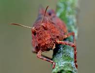 TRAJKOTKA CZERWONA (Psophus stridulus)