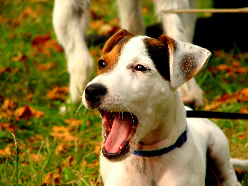 Jack Russell Terrier