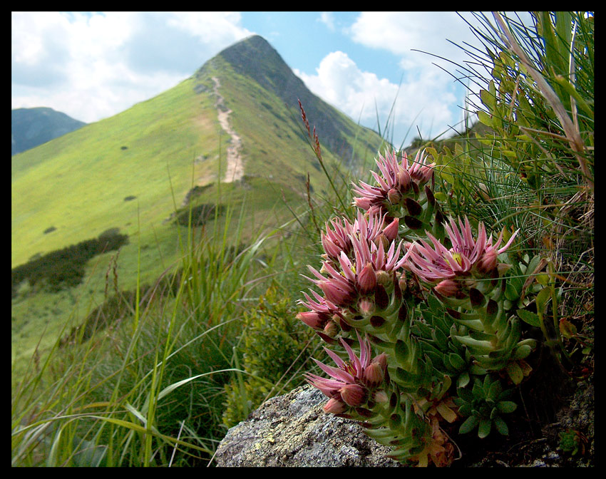 Rojnik górski (Sempervivum montanum)