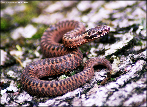 żmija zygzakowata (Vipera berus)