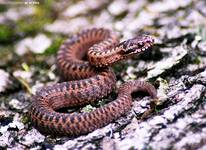 żmija zygzakowata (Vipera berus)