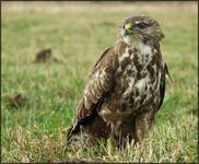 Myszołów zwyczajny (Buteo buteo)