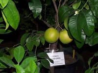 Grejpfrut