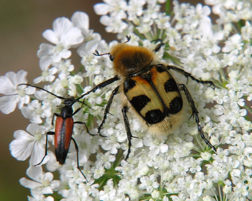 Trichius Fasciatus