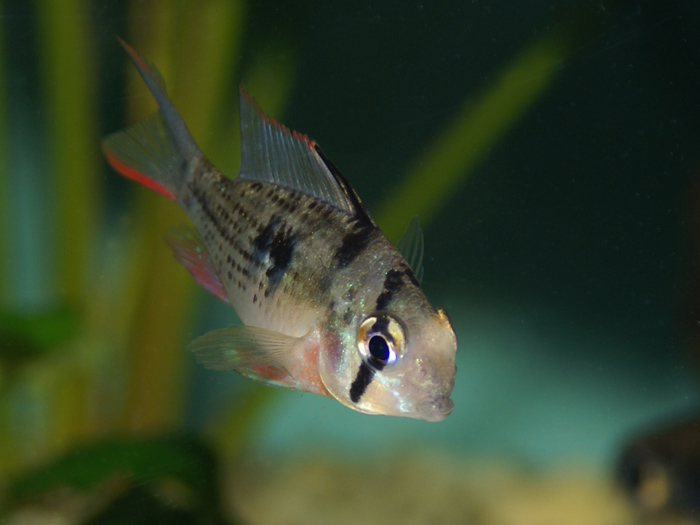 microgeophagus altispinosus