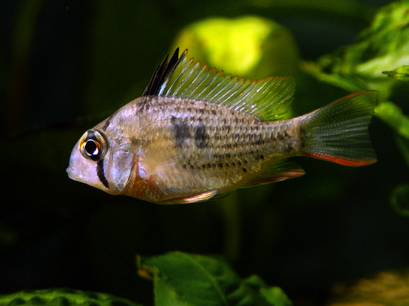 microgeophagus altispinosus