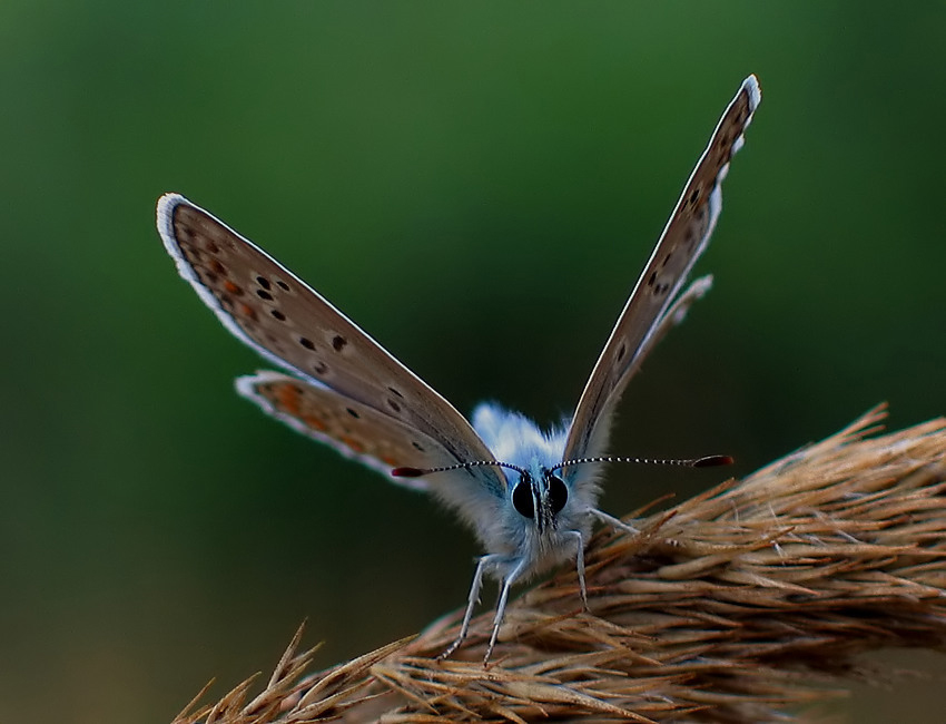 MODRASZEK ARGUS (Plebejus argus)