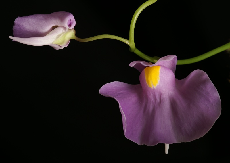 Utricularia longifolia