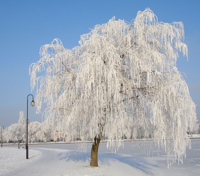 Płacząca zimą