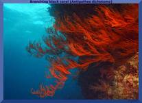 Branching black coral (Atipathes dichotoma)