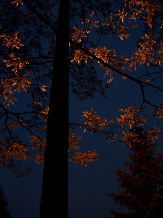 akacja nocą