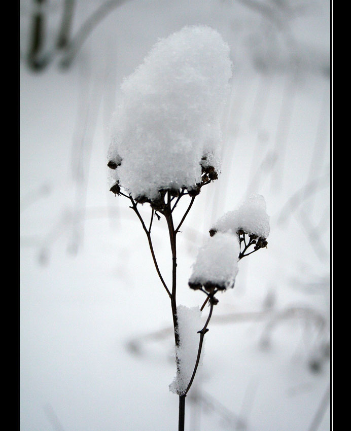 Śnieżna czapeczka