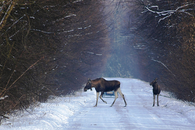 Dlaczego Łosie giną na drogach?