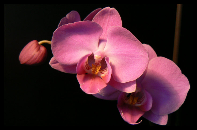 Orchidea (Phalaenopsis)