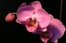 Orchidea (Phalaenopsis)