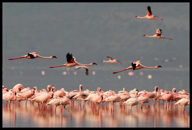 Flamingi