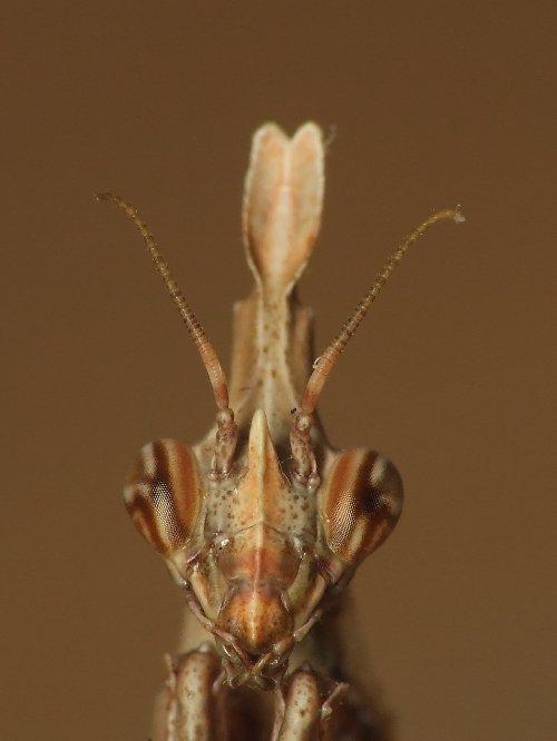 Empusa fasciata