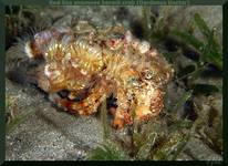 Rozwścieczona teściowa w natarciu... [Red Sea anemone hermit crab (Dardanus tinctor)]