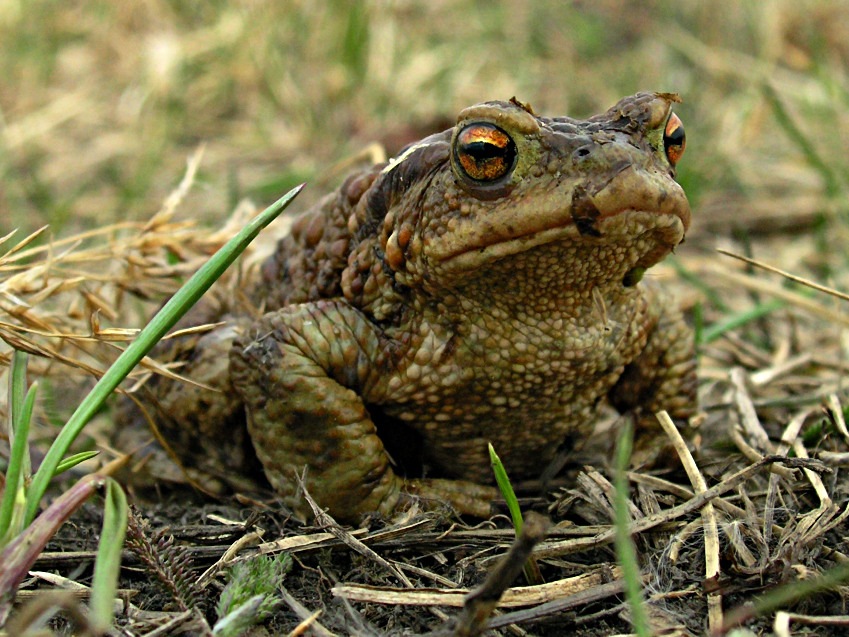 To ja, władca trawiastej równiny.