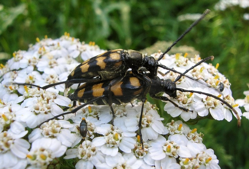 Leptura quadrifasciata