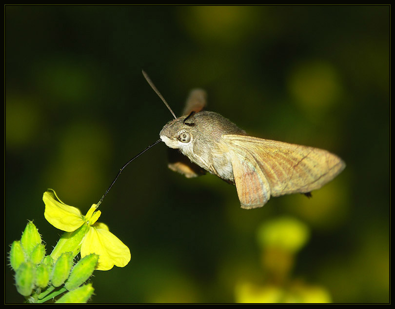 Fruczak gołąbek (Macroglossum stellatarum)