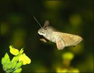 Fruczak gołąbek (Macroglossum stellatarum)