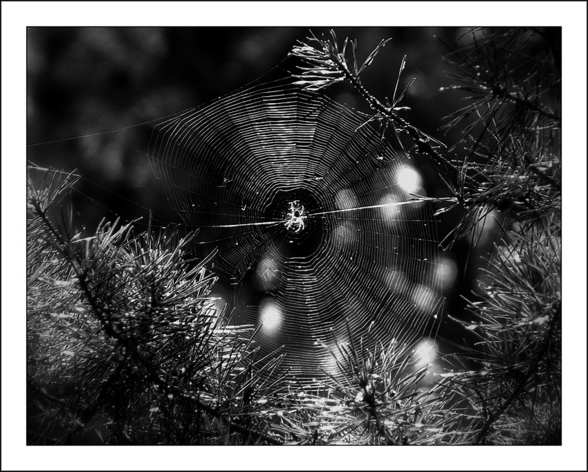 spider's web