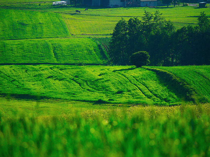 Okolice wygiełzowa (świętokrzyskie)