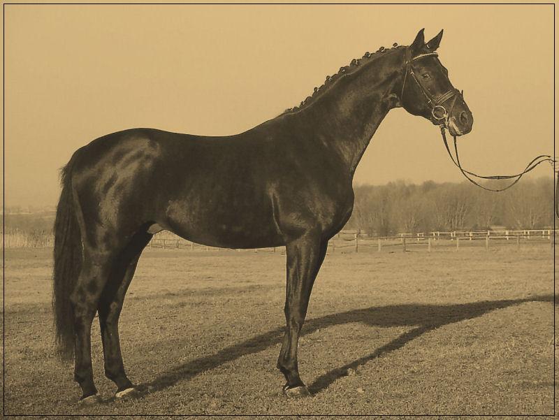 Le Duc sp (Lord Alexander old - Wendy po Westrich han); hodowla: Paweł Mazurek